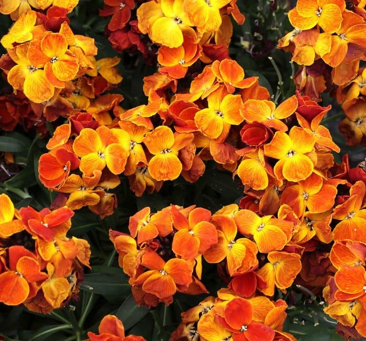 sebboy-sari-2-cicek-tohumlari-587b394