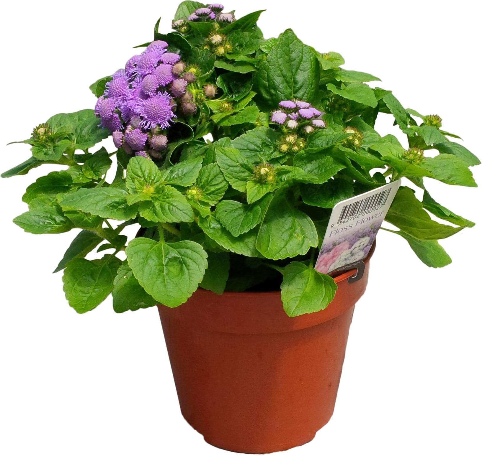 VAPUR DUMANI ( ÇOKLU TOHUM ) - 150 Tohum - KARIŞIK Renk